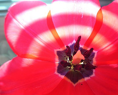 tulip with light