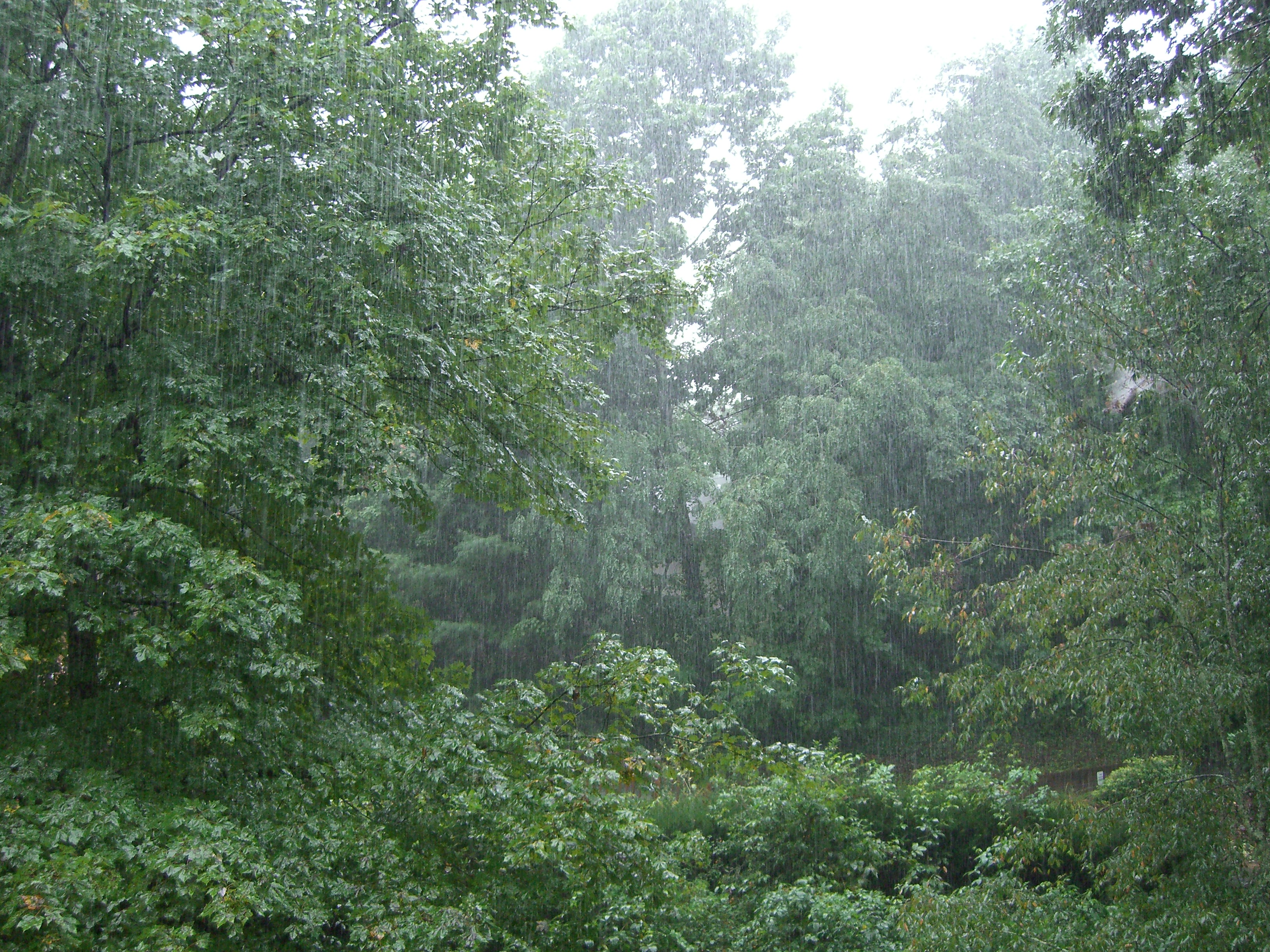 rain