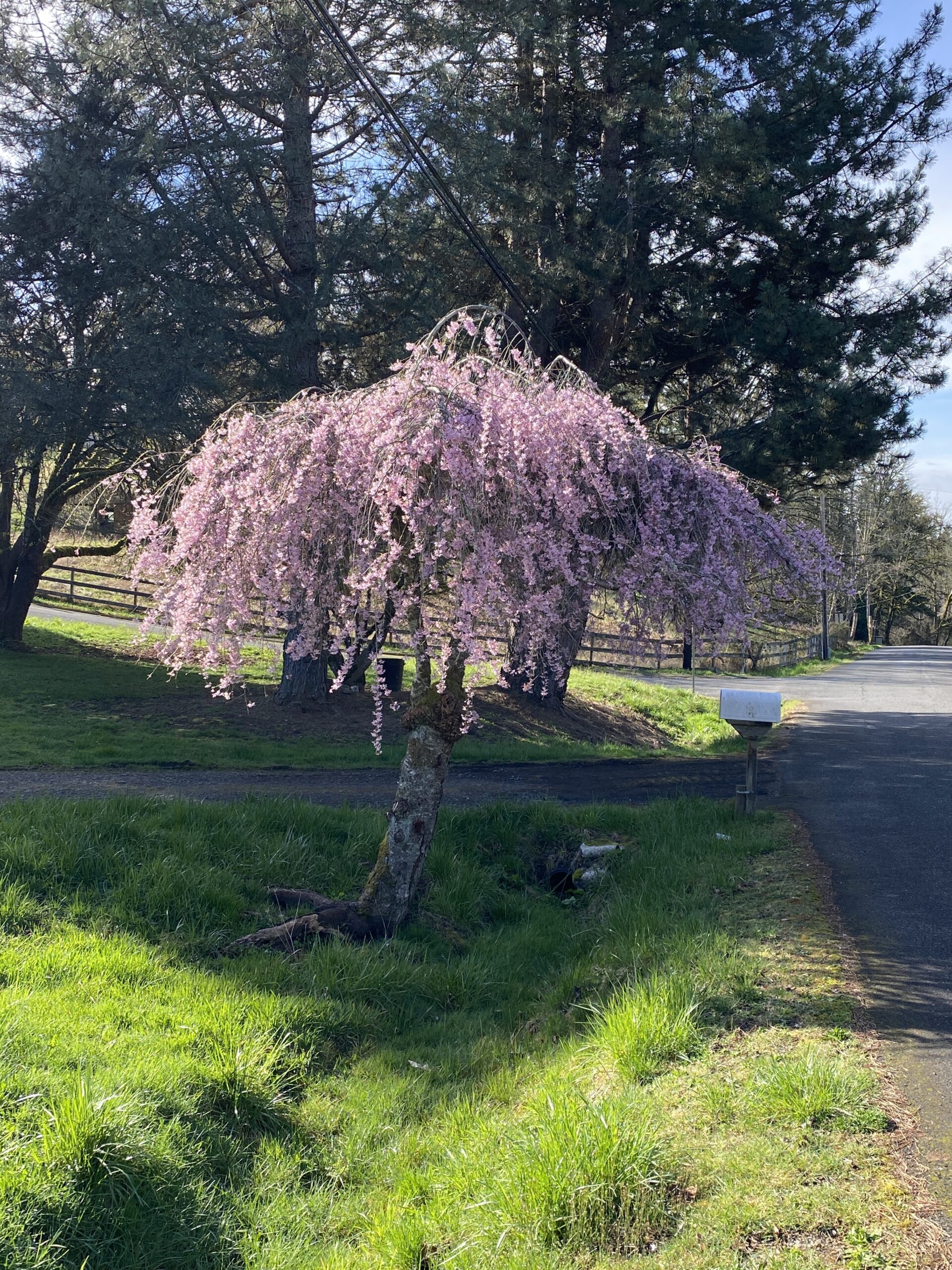 Spring has arrived in Oregon