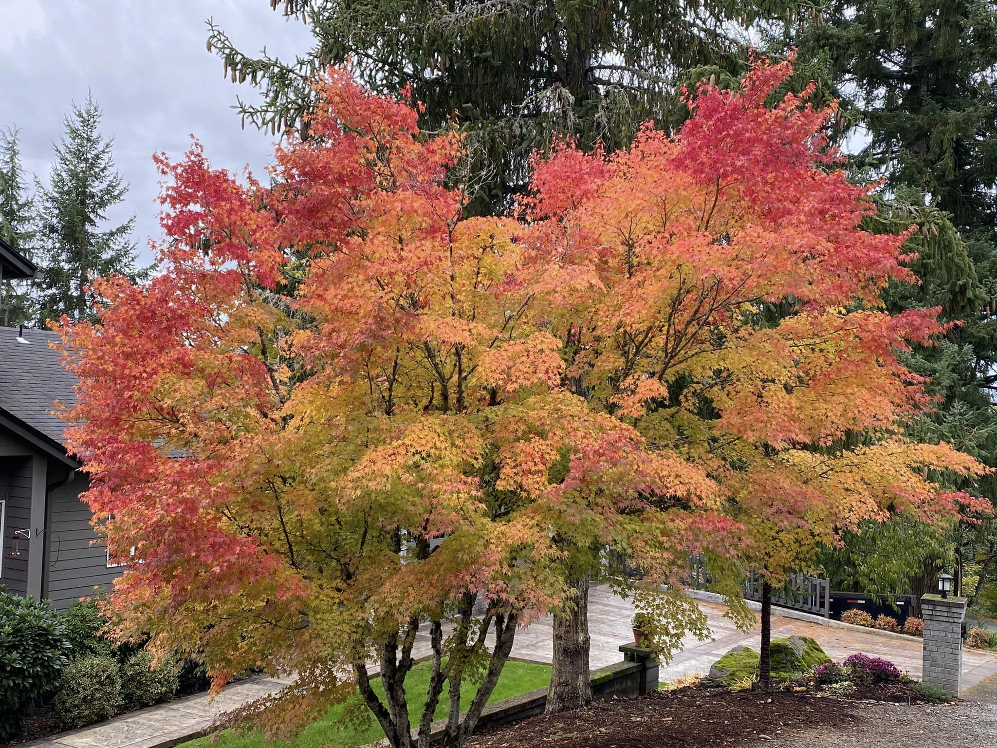Autumn colors – I moved to Oregon
