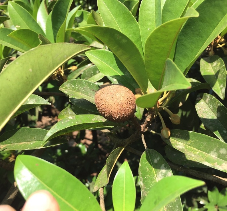 Where the Ayurvedic medicine comes from